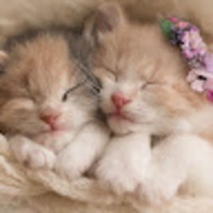 Meet your Posher, Charis